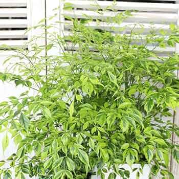 変葉木‼️ 希少　ステレオスペルマム　白斑入り 61su-4+xIvL._AC_UF350,